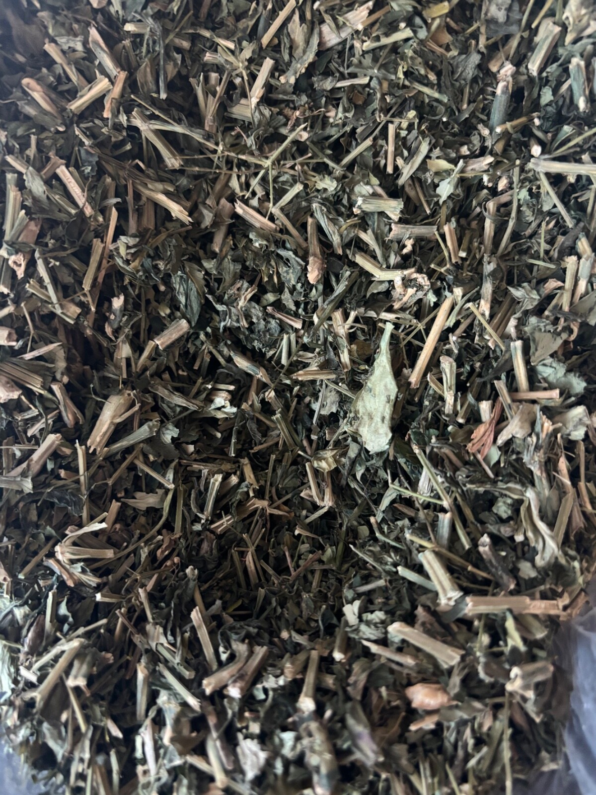 Andrographis Paniculata – 2 oz . King of Bitters High Quality Thailand Herb