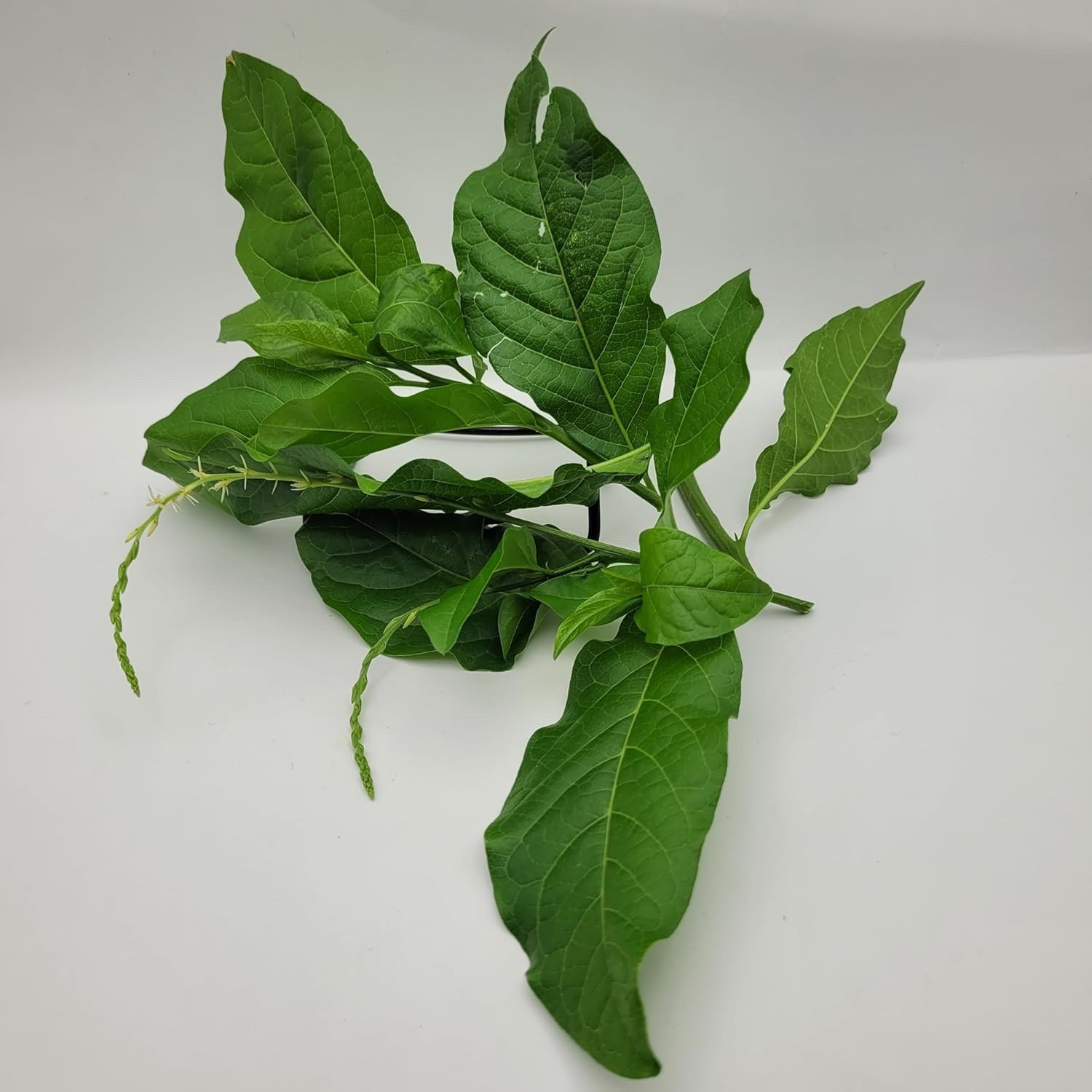 Jamaican Guinea Hen Weed Tea 2 Pack Anamu Leaves Handpicked Available in US & CA