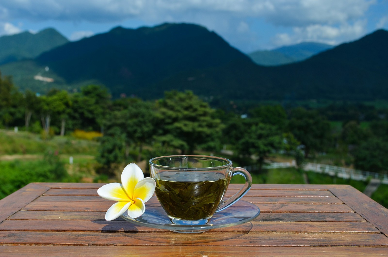 Jiaogulan Tea (Gynostemma Pentaphyllum) by | Organically Grown Loose Leaf Tea…
