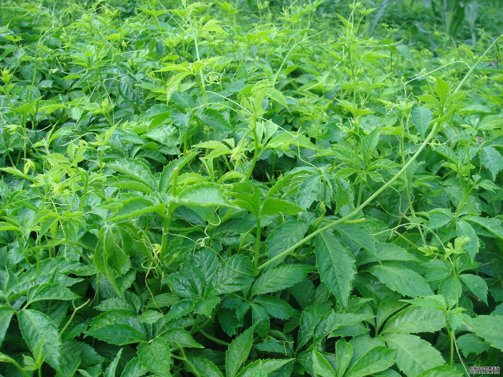 Gynostemma Pentaphyllum premium herbal tea Jiaogulan caffeine free 1.00 LB