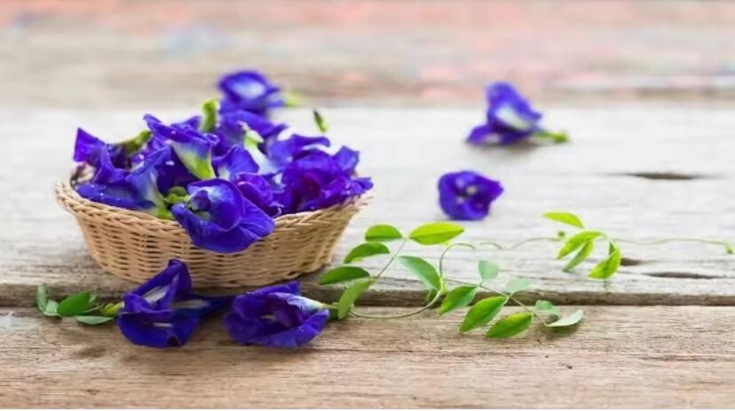 Blue Tea Butterfly Pea Flower Clitoria Ternatea Herbal Tea/ Blue Drink / NON_GMO