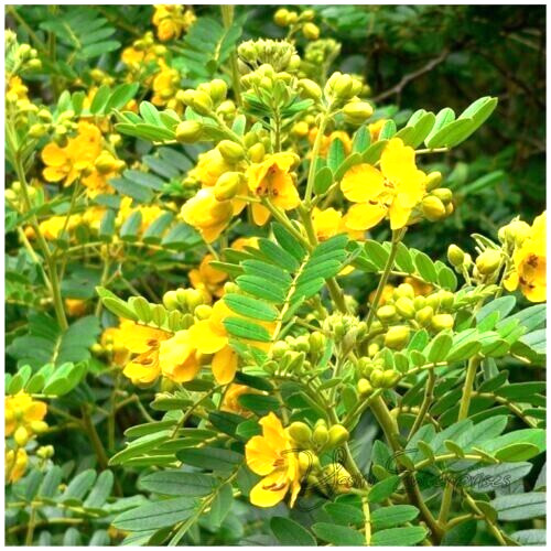 Ceylon Dried Ranawara Mal Herbal Tea cassia auriculata Ayurveda Natural Drink