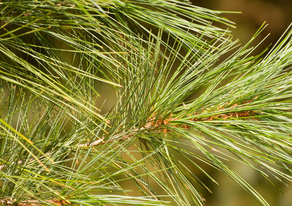 White Pine Needle Tea 31 Large Bags Organic & Fresh From Oregon! Go Ducks!