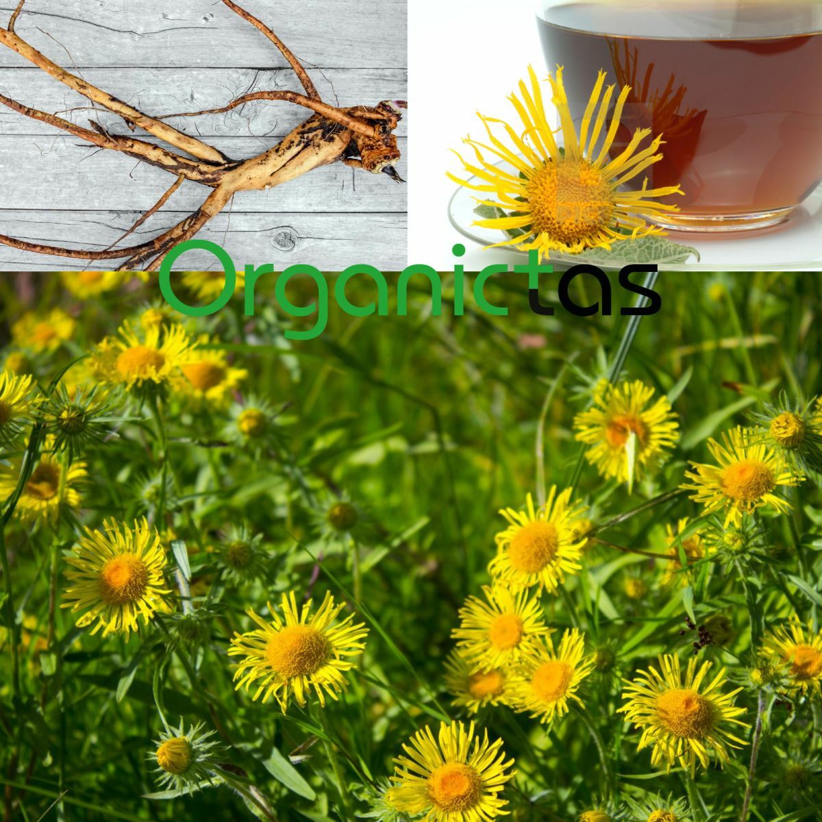 ELECAMPANE ROOT organic Herbal Tea Premium Quality Loose Cut Inula Helenium