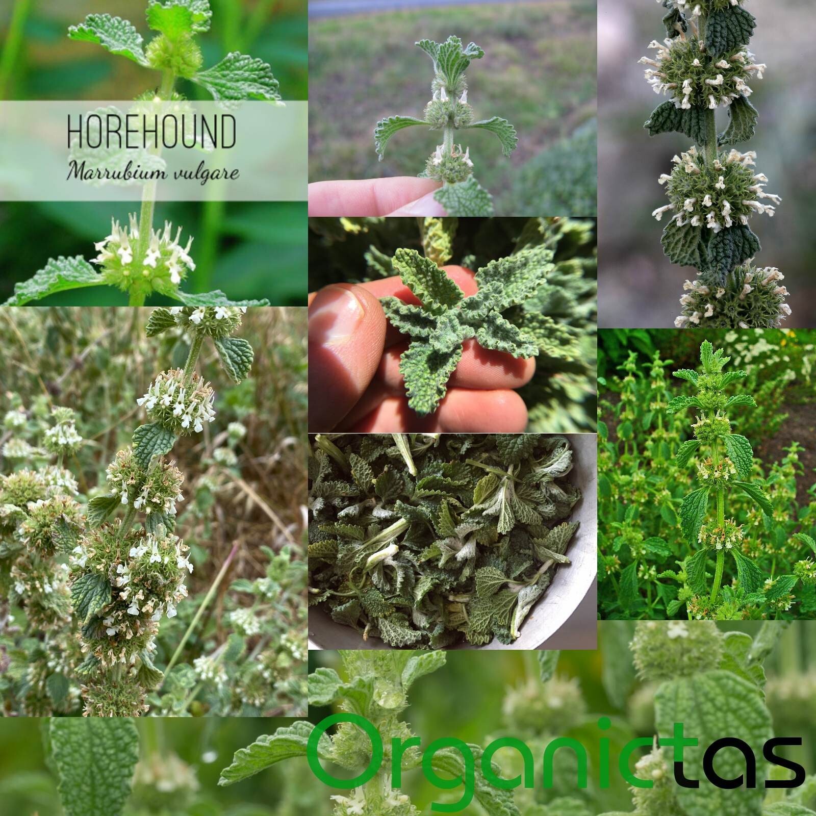 White Horehound Herb Tea – Dried, Cut & Loose Premium Organic Quality Marrubium