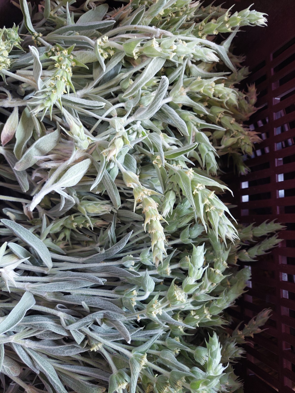 Herbal Tea – Greek Mountain Tea