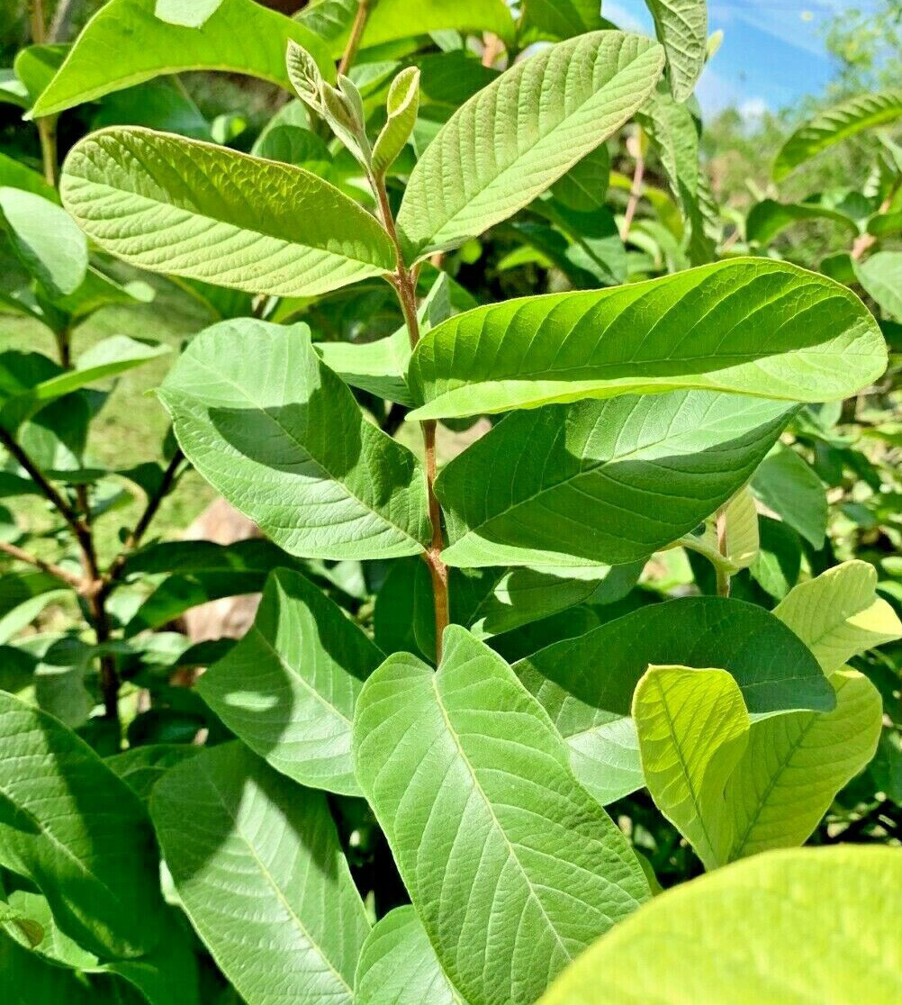 50 pcs Organic Ceylon Guava Dried Leaves – Anti Diabetic Anti Fat Burner Herbal