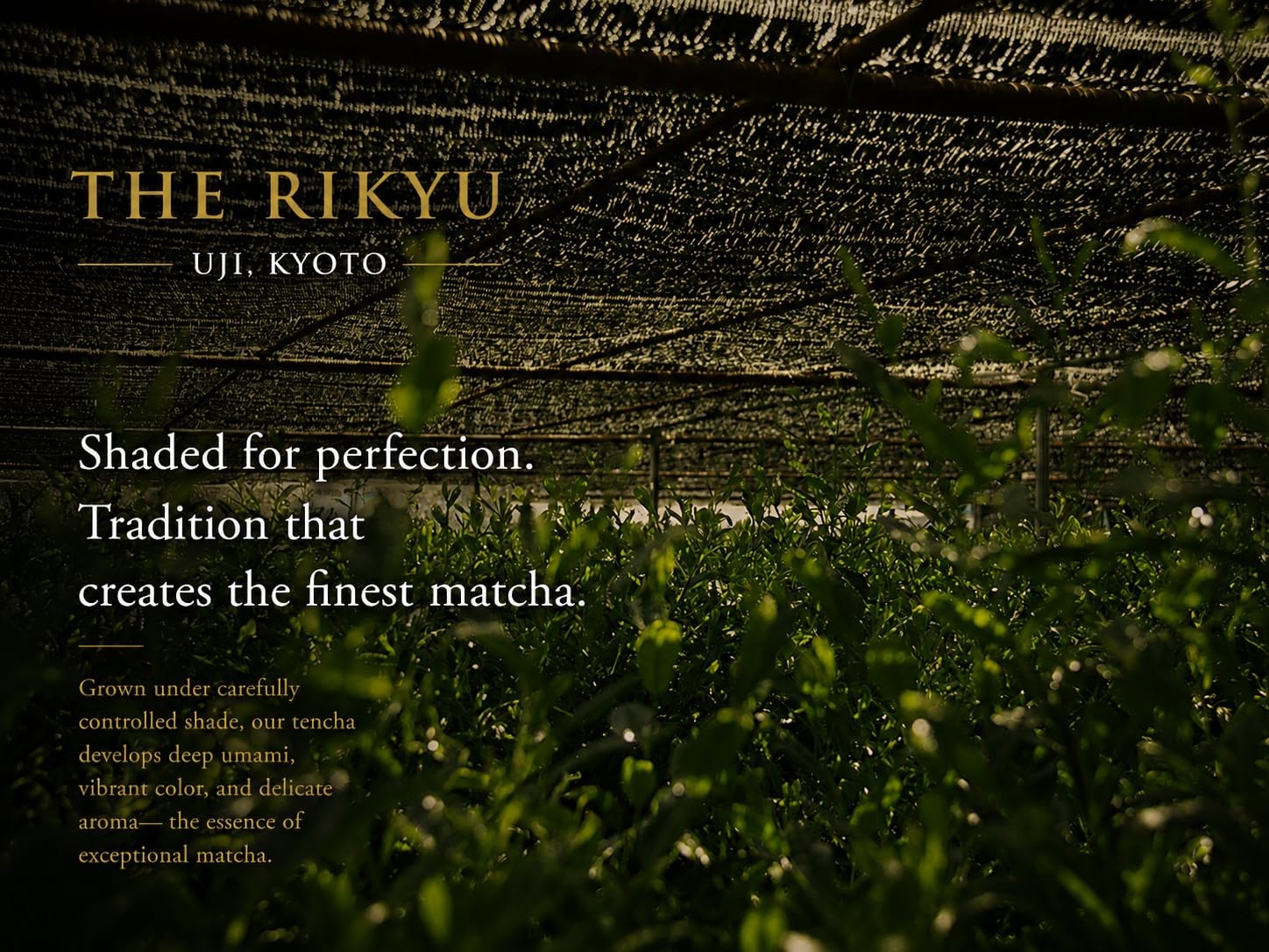 THE RIKYU Miyabi Uji Matcha – Ultra Premium Kyoto Uji Matcha – First Harvest …
