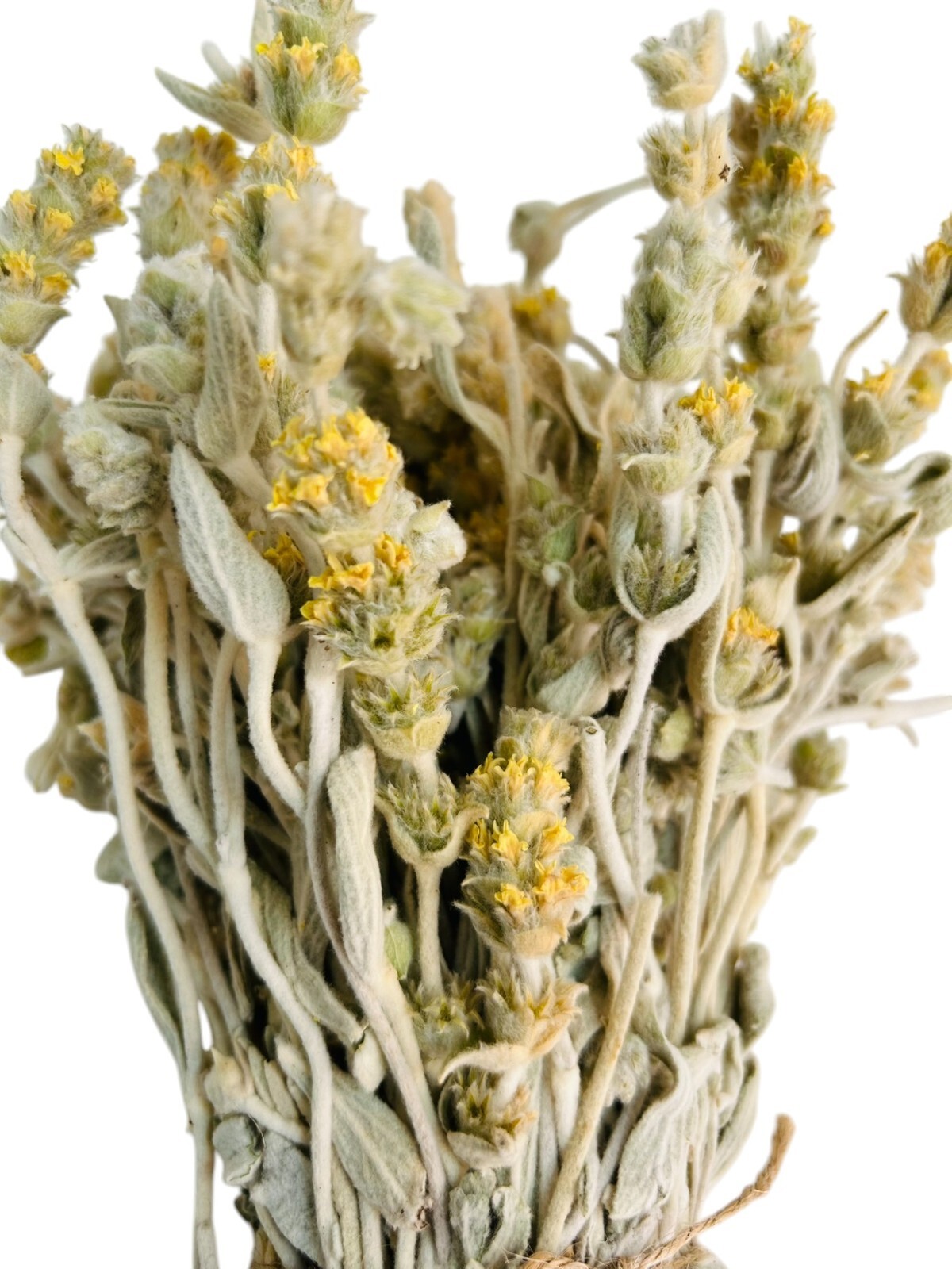 Certified Organic Greek Mountain Tea Malotira – Class A – Sideritis syriaca