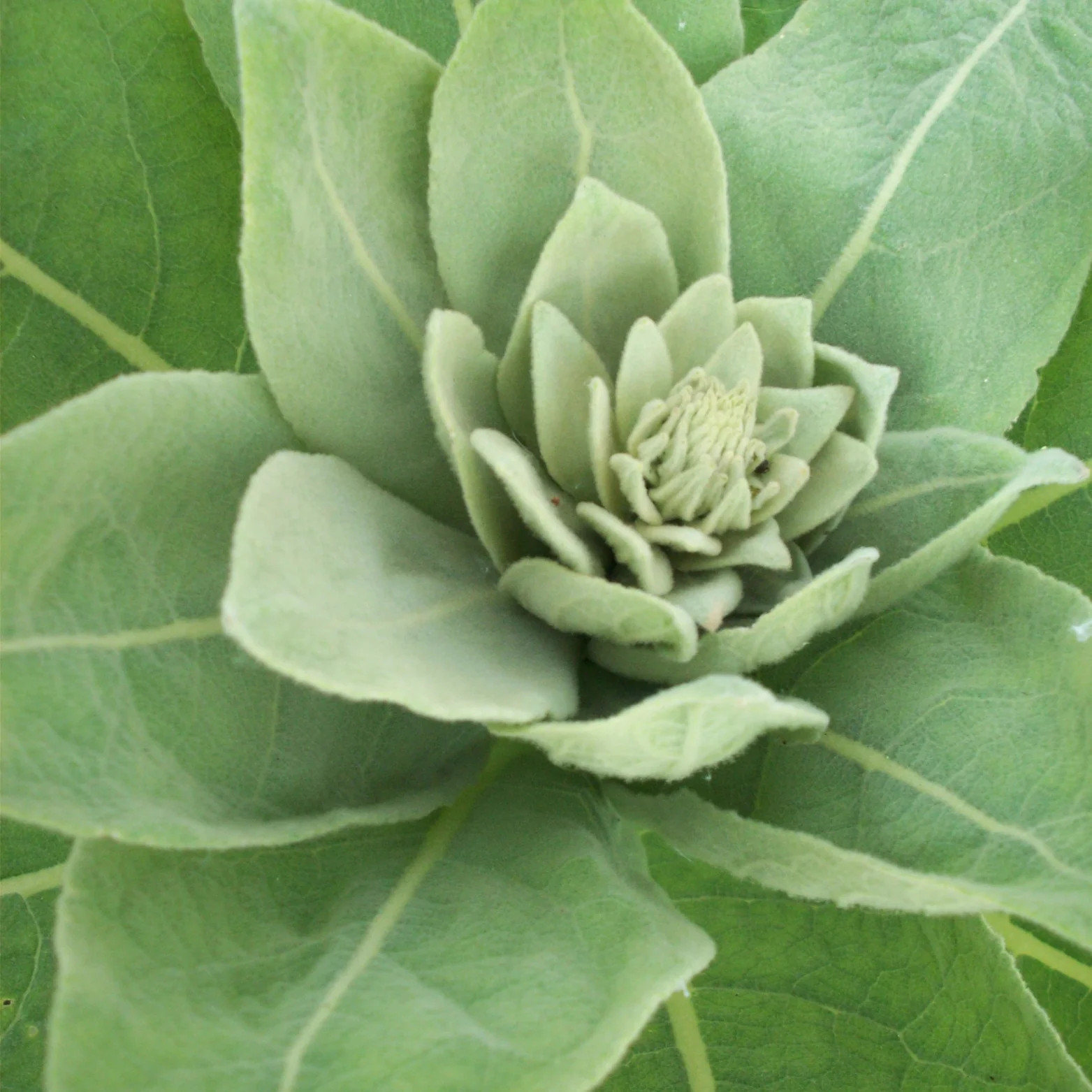 Witchy Pooh’s Mullein Leaf Tea – Loose Leaf Herb, Caffeine Free