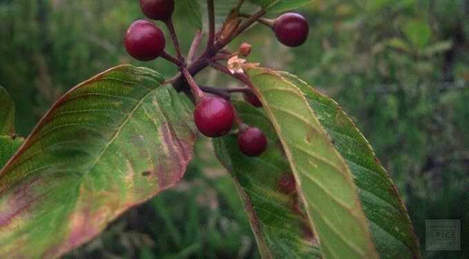 CASCARA SAGRADA Loose Tea Cascara Sagrada Bark 4 oz (113g) | Rhamnus purshiana |