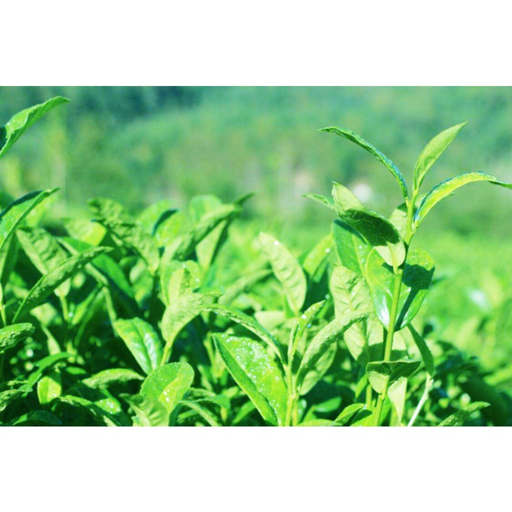 250g Anxi Tie Guan Yin Oolong Tea Chinese Natural Organic Green Tea Weight Loss