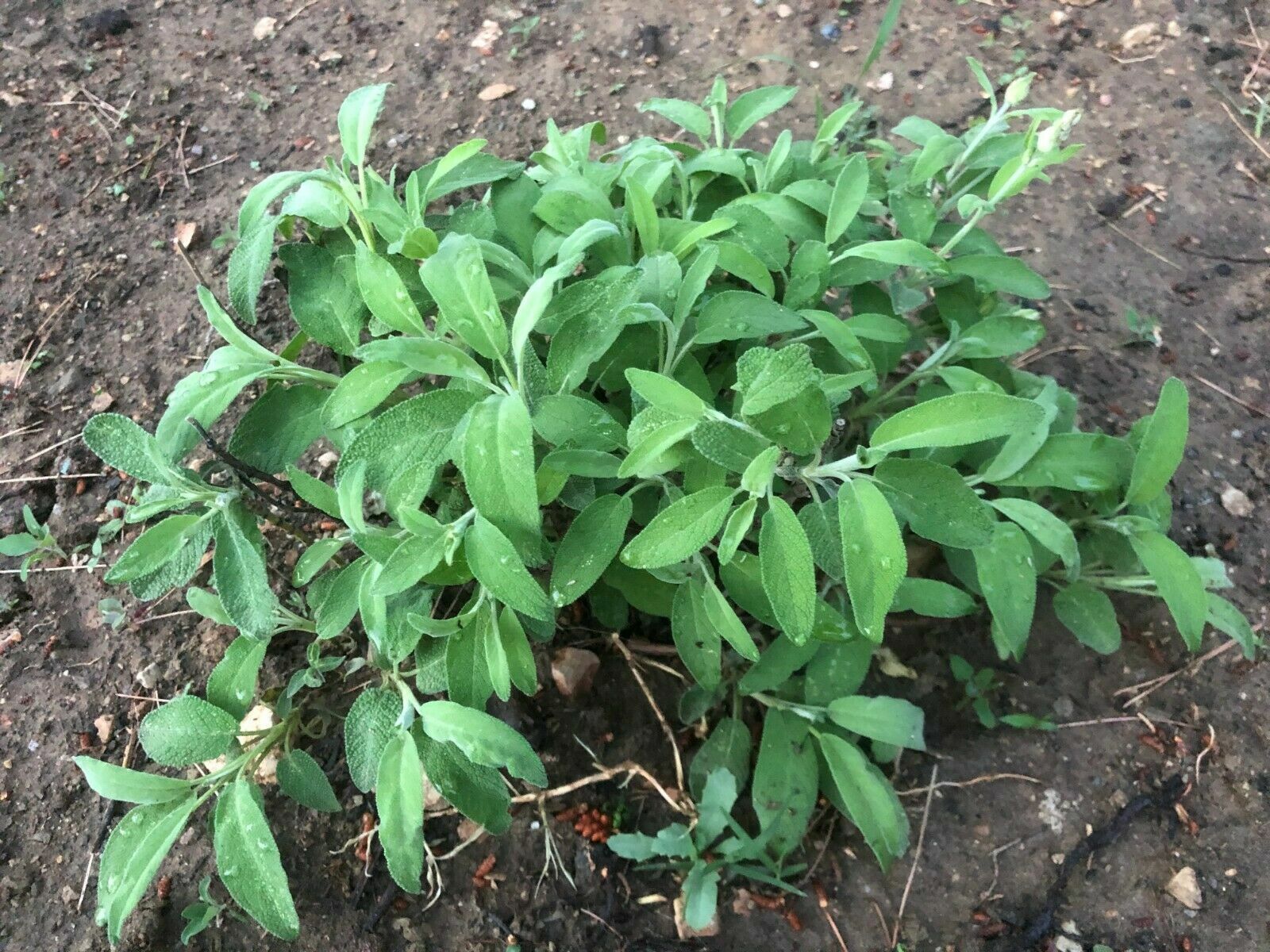 NATURAL ORGANIC SAGE DRIED LOOSE LEAF SALVIA OFFICINALIS ALBANIA HERBS BIO TEA