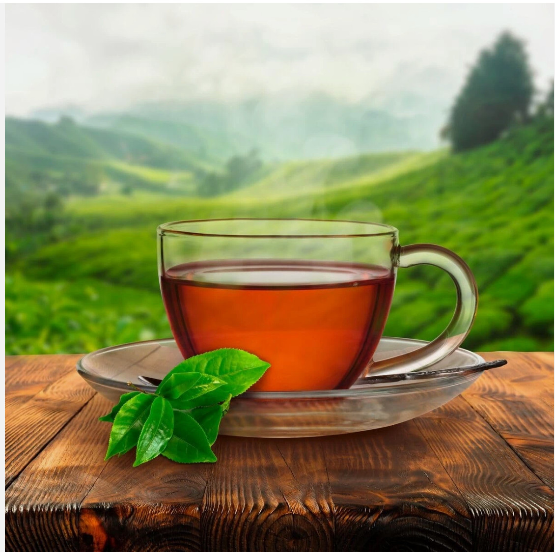 Red Rose Orange Pekoe Tea – 216 count – A Canadian classic!