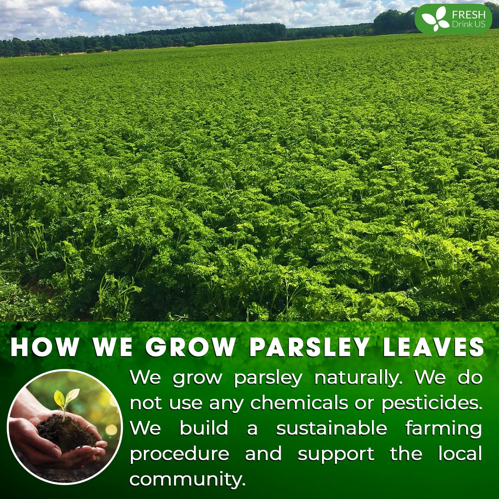 , Premium 55 Parsley Leaf Tea Bags, 100% Natural & Pure from Parsley Leaves. …