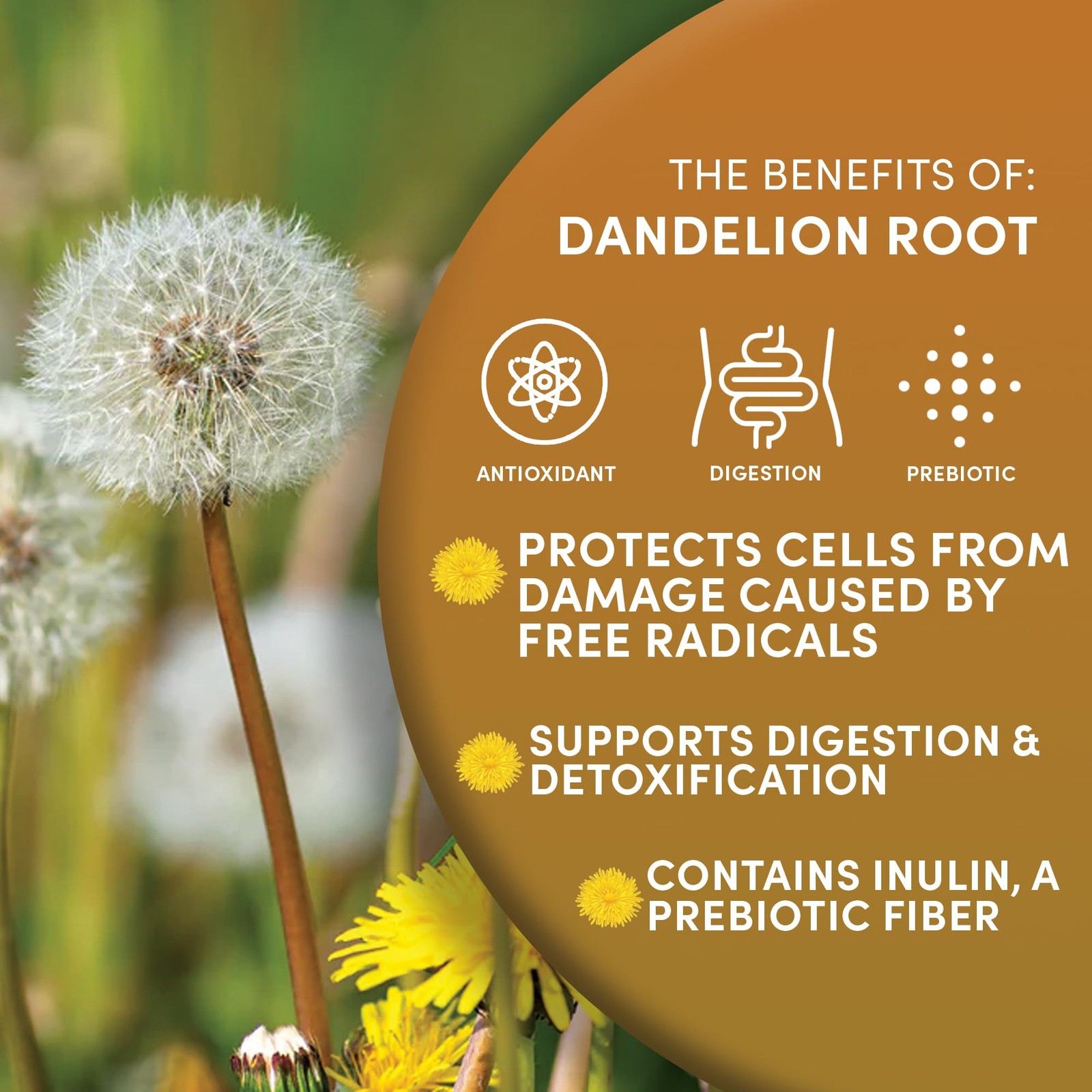 Organic Dandelion Root – 1 lb – Cut & Sifted – Raw, Unroasted – Taraxacum off…
