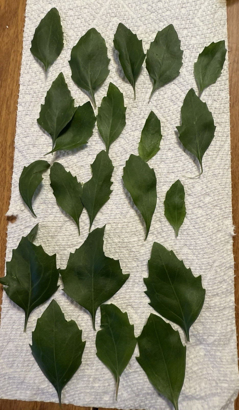 Organic Dried Manglier Leaves (5 Grams) Baccharis Halimifolia Creole Herb