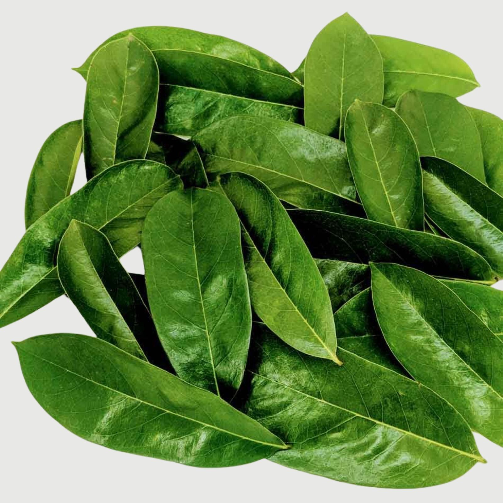 Dried Soursop Graviola Leaves for Herbal Tea Hojas De Guanabana Leaf Muricata