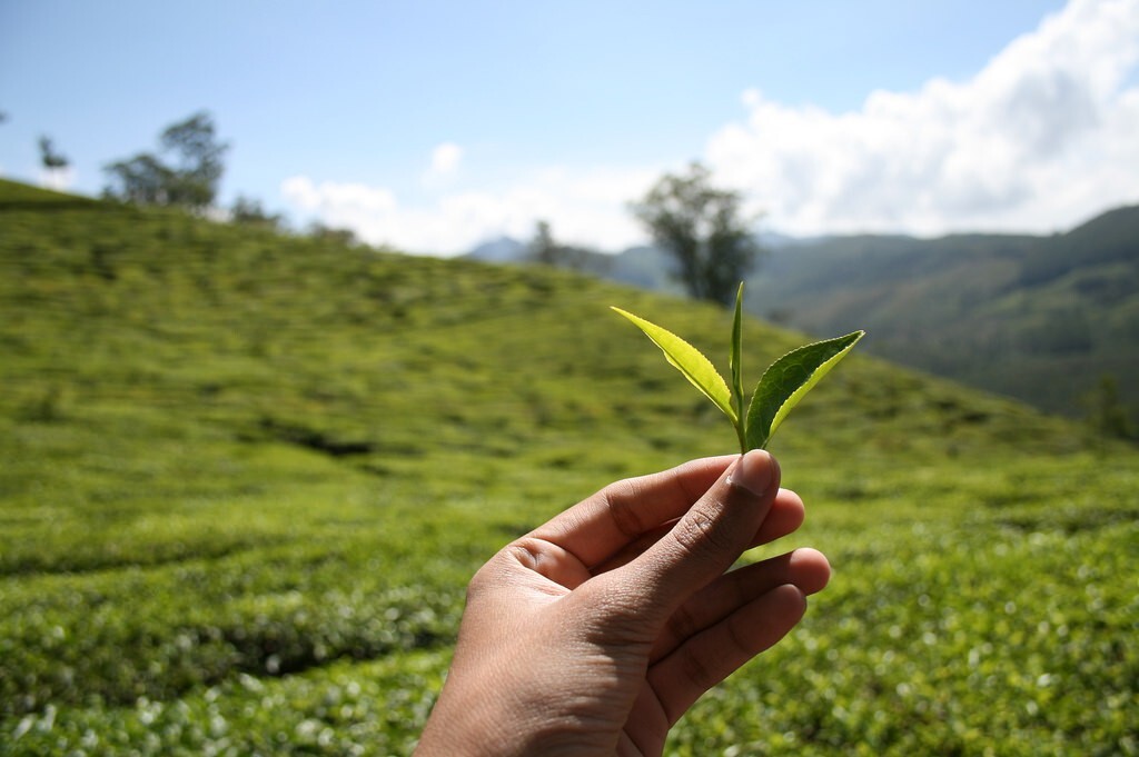 Ceylon Pure Hatton Tea Premium High Quality BOPF 100% Natural Black 100g