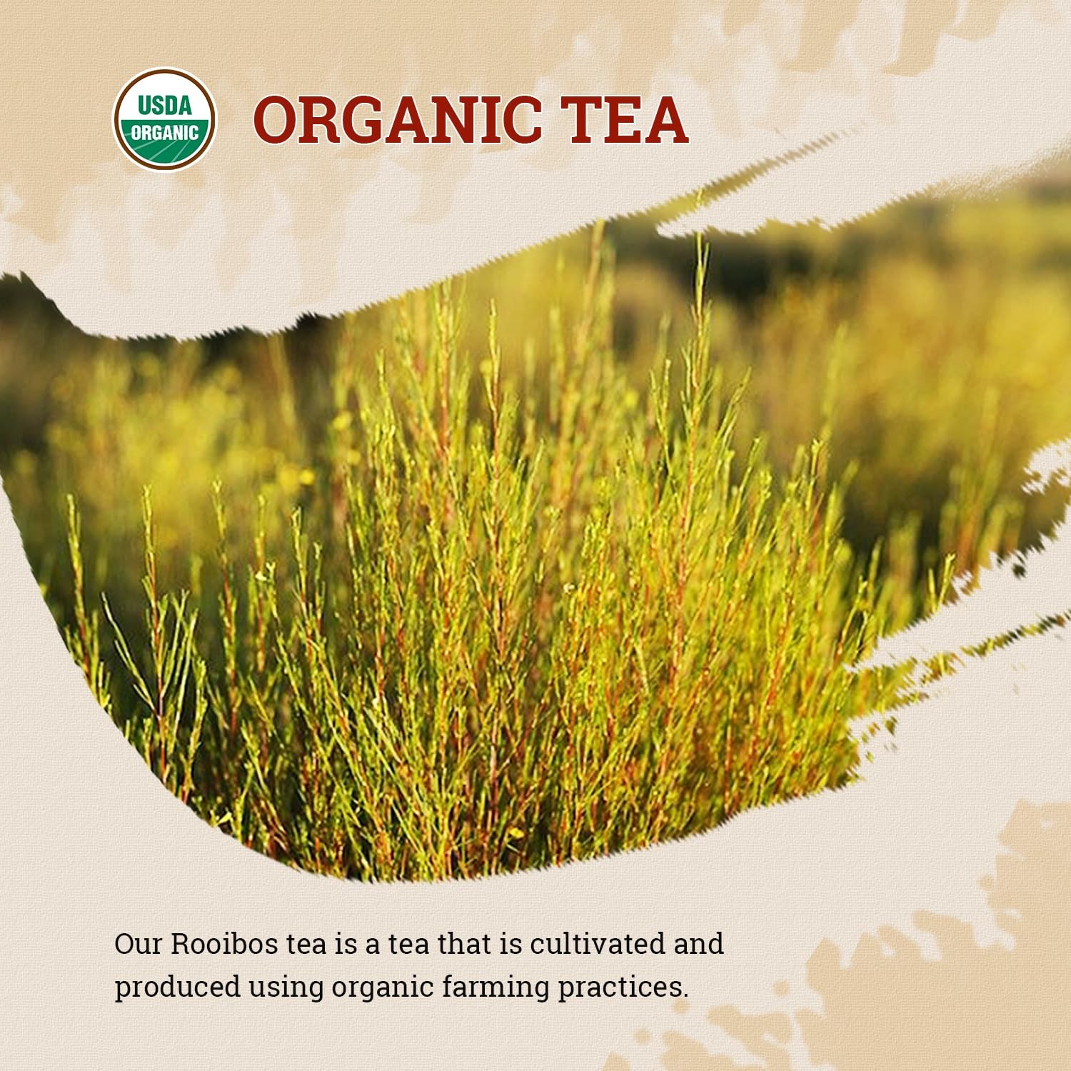 Rooibos Tea Organic, 100 Tea bags, Pure Premuim Rooibos Tea, Naturally Sweet …
