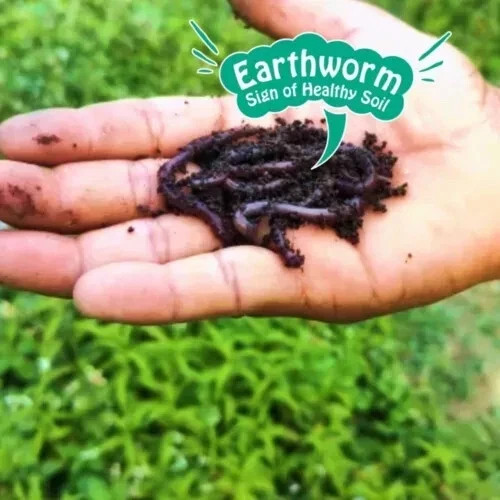 Woolah Favoured Green Tea Assortment Tea 15 pcs – 30g Free Shipping World Wide