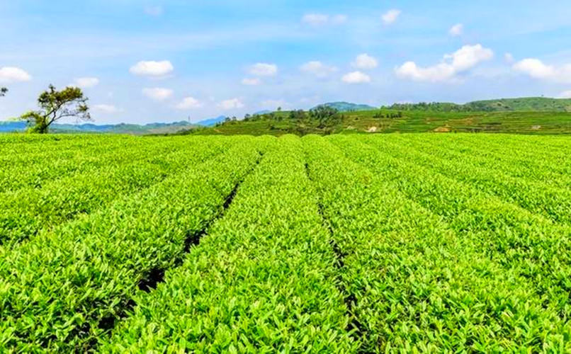 104gJinjunmei Black Tea Organic Jin Jun Mei Tea Kim Chun Mei Red Tea Green Food