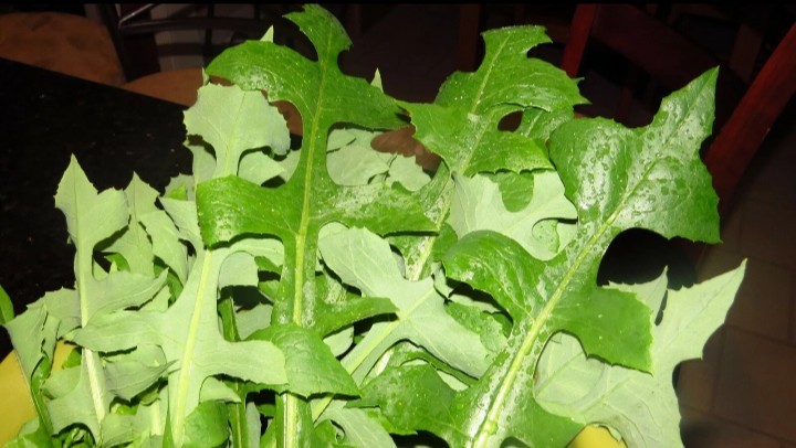 1 Cup Dried Wild Lettuce Whole Plant(Lactuca Virosa)For Tea or Tincture.US grown