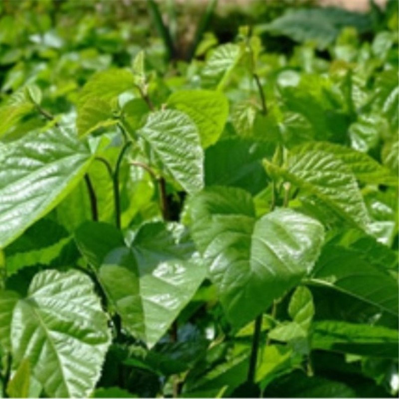 Mulberry leaves tea chinese herbal detox tea mulberry tea benefits for belly sli