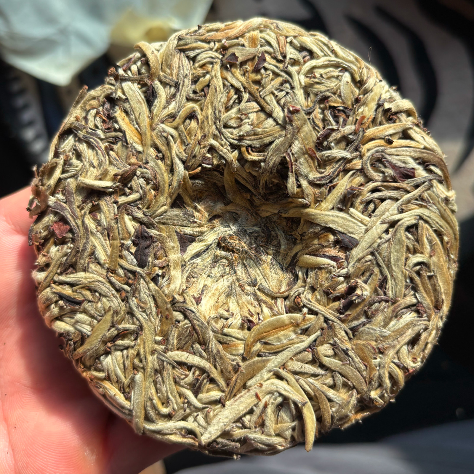 2023 Jinggu Yangta White Tea