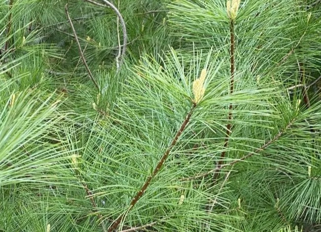 Eastern NC White Pine Needles 12 oz package With Couple Of Young Pine Cones