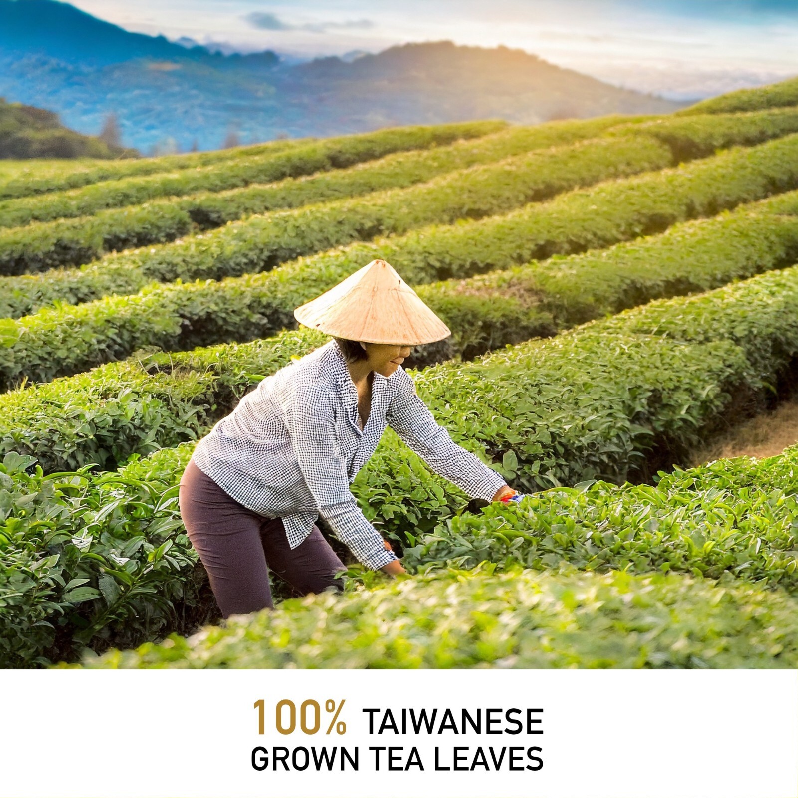 Leafmessage Tea – Formosa Oolong Loose Leaf Artisan Tea 福爾摩沙烏龍 フォルモサ ウーロン 100g