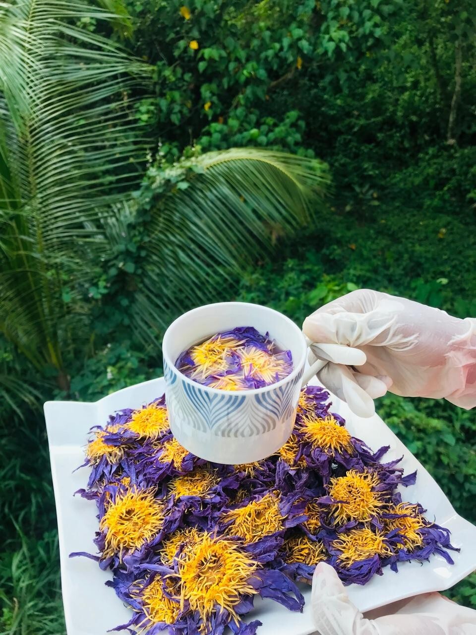 Egyptian Dried Blue Lotus Nymphaea Caerulea Hand Pick Flowers Organic Herbal Tea