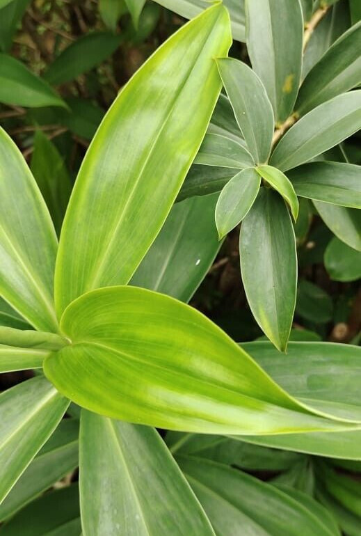 Dried Insulin Plant Leaves Costus Igneus Thebu Crepe ginger Herbal Organic Tea