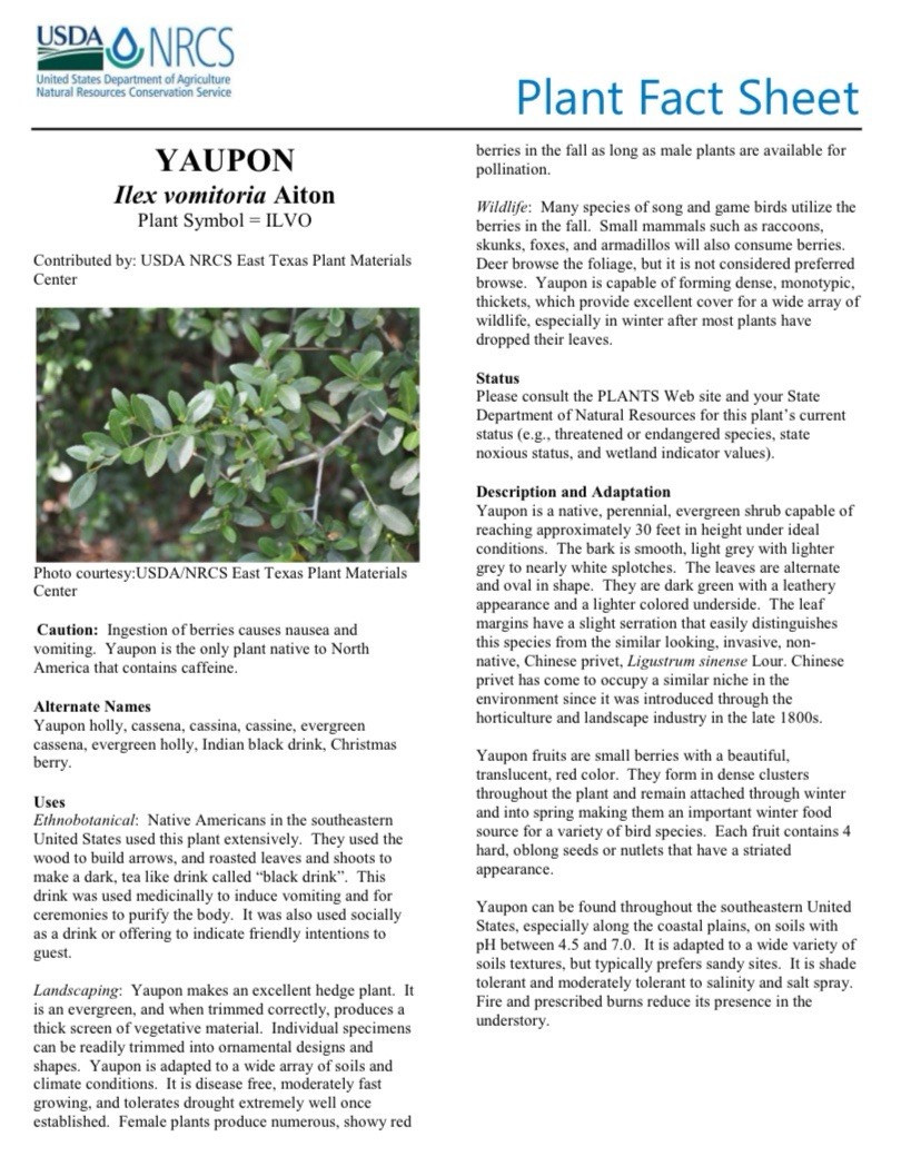Handmade Yaupon Tea
