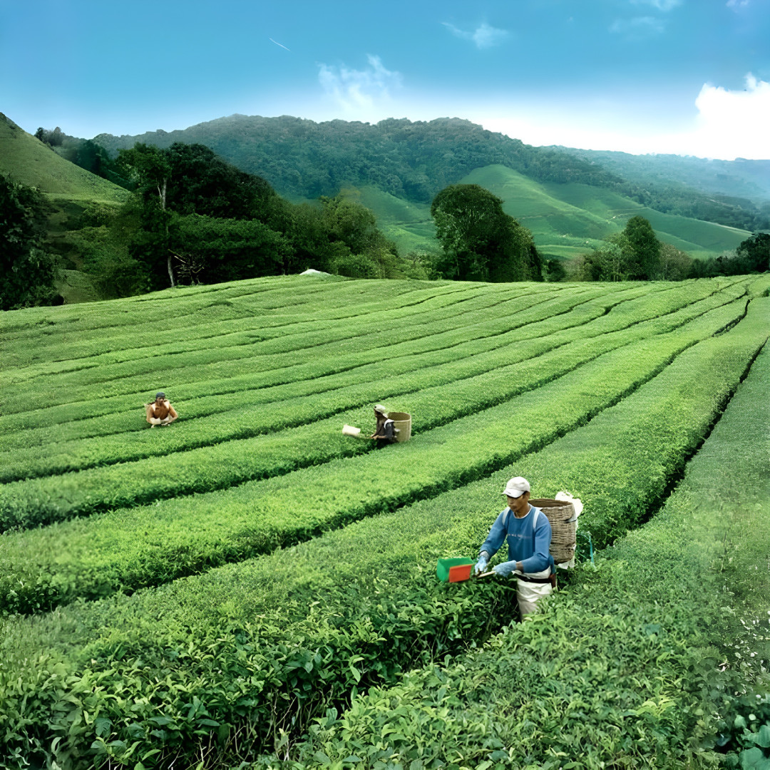 BOH Plantation TEH TARIK Kurang Manis Less Sweet 12 Packet 27g each Malaysia Tea