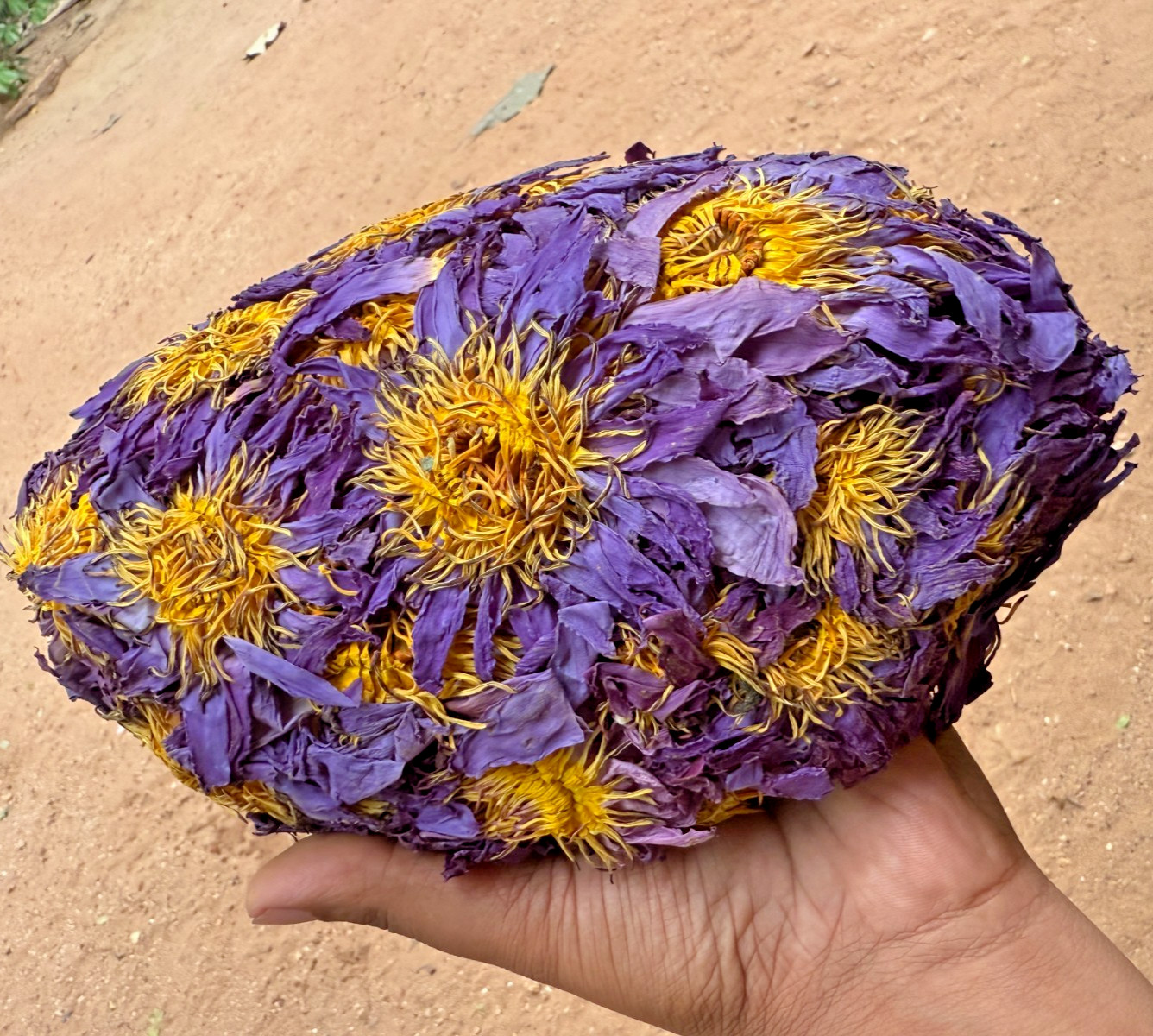 Dried Blue Lotus Flower Nymphaea Caerulea Natural Hand Picked Herbal Flowers