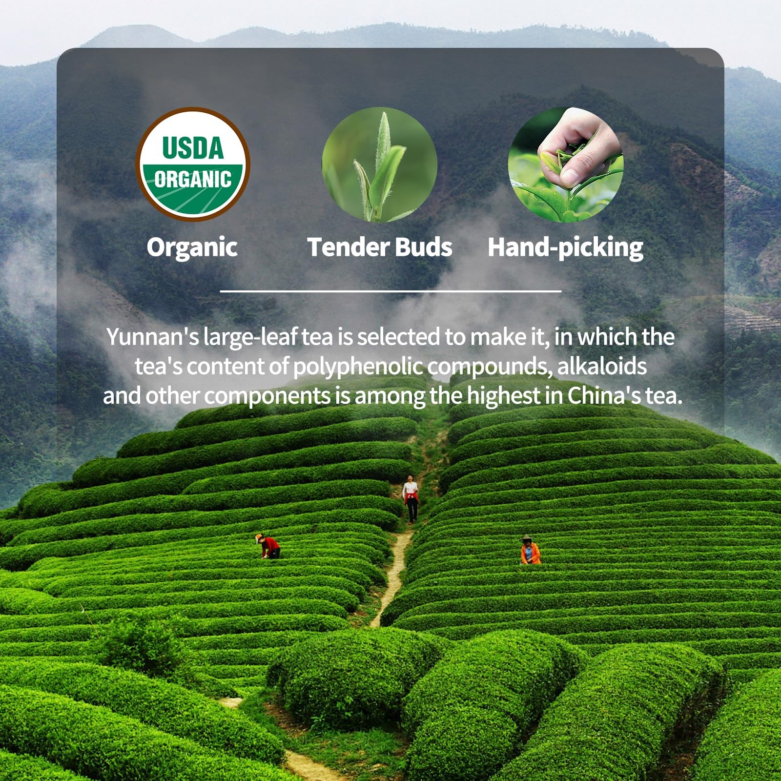 KHS Organic Black Tea Grade AAA Super , 3.17 OZ Chinese Yunnan Tea Loose Leaf