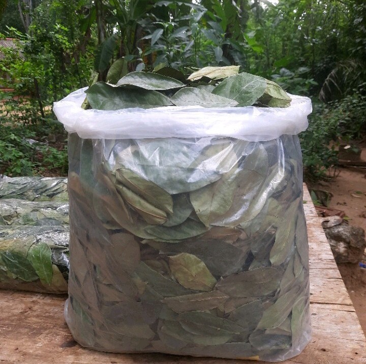 2200 Dried Soursop Leaves- Annona HOJAS DE GUANABANA GRAVIOLA Quality Herbal Tea