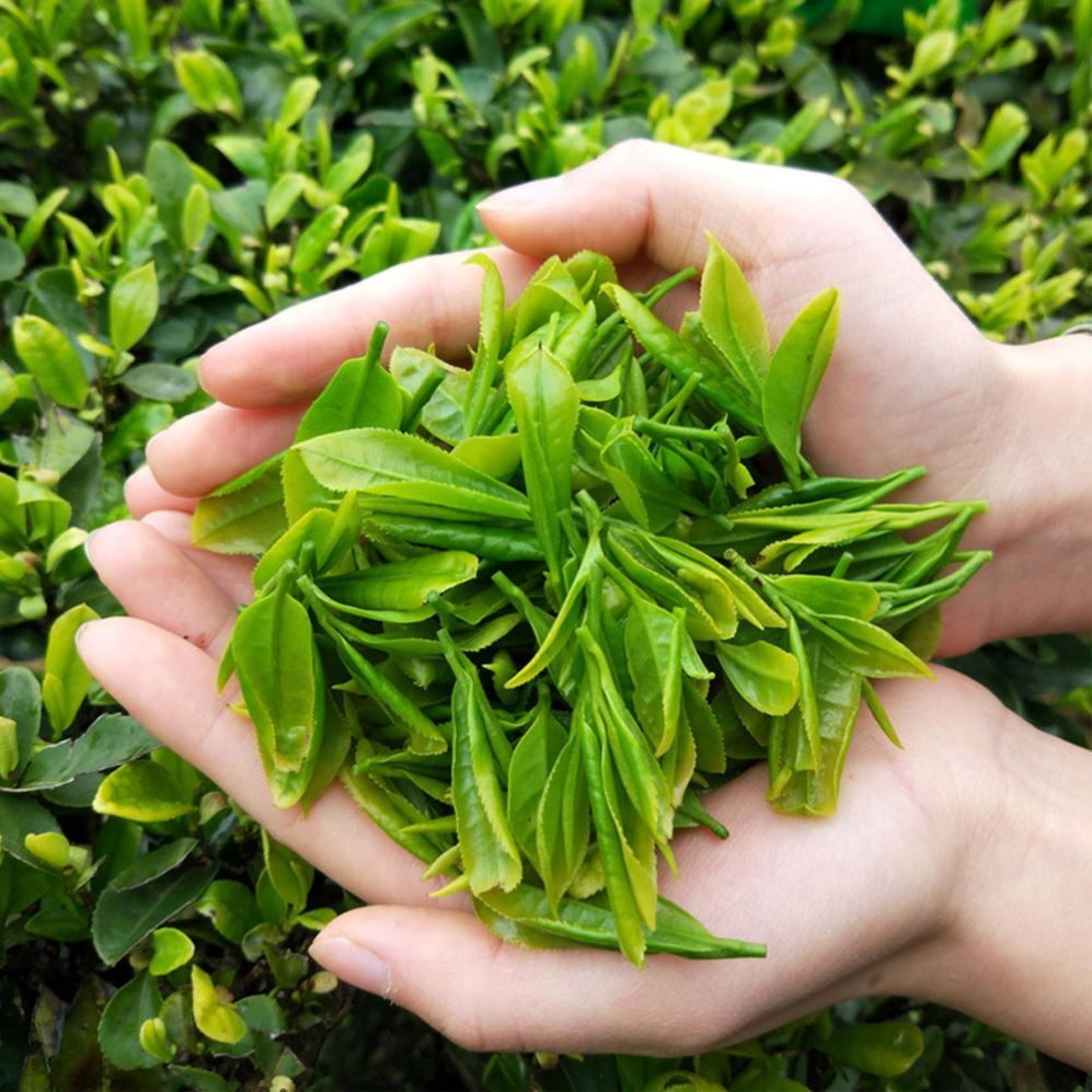 250g Organic Green Tea High Mountain Green Tea Enshixicha Chinese Loose Leaf Tea