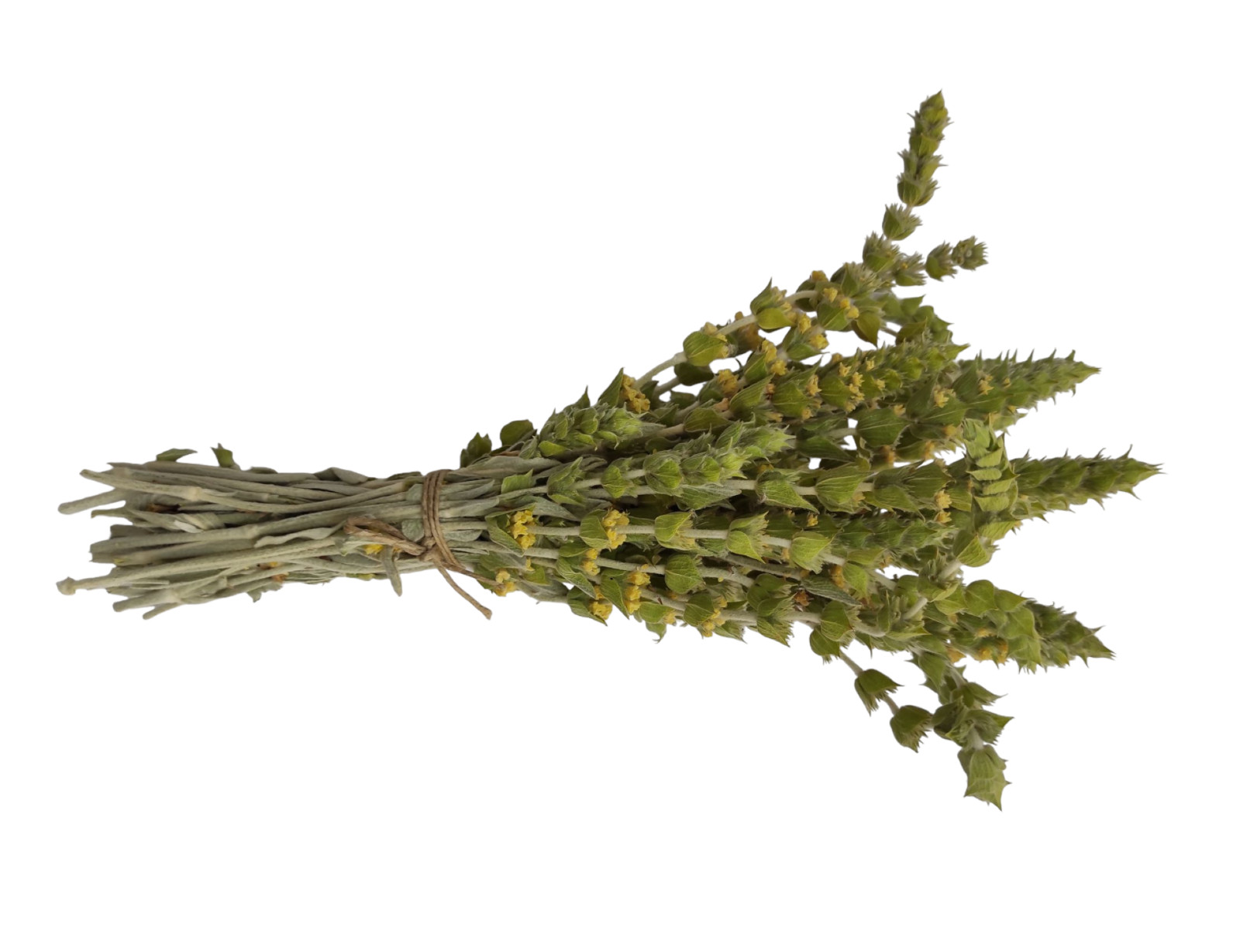 Certified Organic Greek Mountain Tea Sideritis Raeseri 85g – 1,95kg Harvest 2023