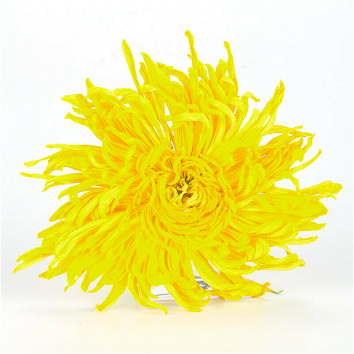 Yellow Chrysanthemum Flower Tea Dried Blooming Herbal Tea Premium Loose Leaf