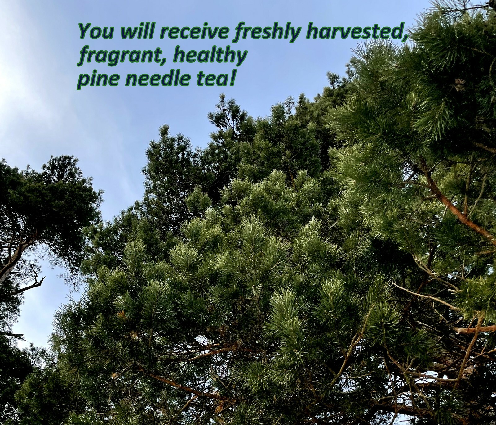 Fresh pine needles for tea 200 G / 7 OZ, Vitamin C, A, B, E, K, suramin, organic