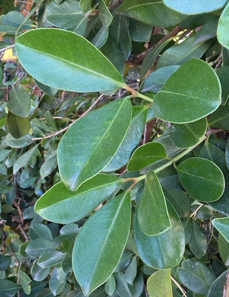 ORGANIC Strawberry Guava Tea Leaves / Hojas de Guayaba Fresa 2 Oz (40 hojas) Te