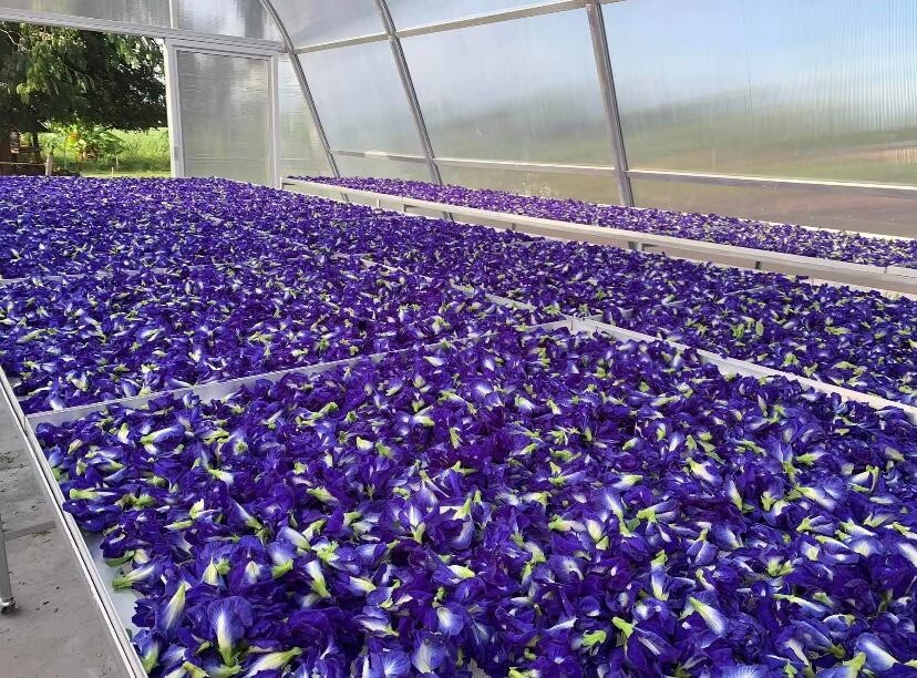Blue Tea Butterfly Pea Flower Clitoria Ternatea Herbal Tea/ Blue Drink / NON_GMO