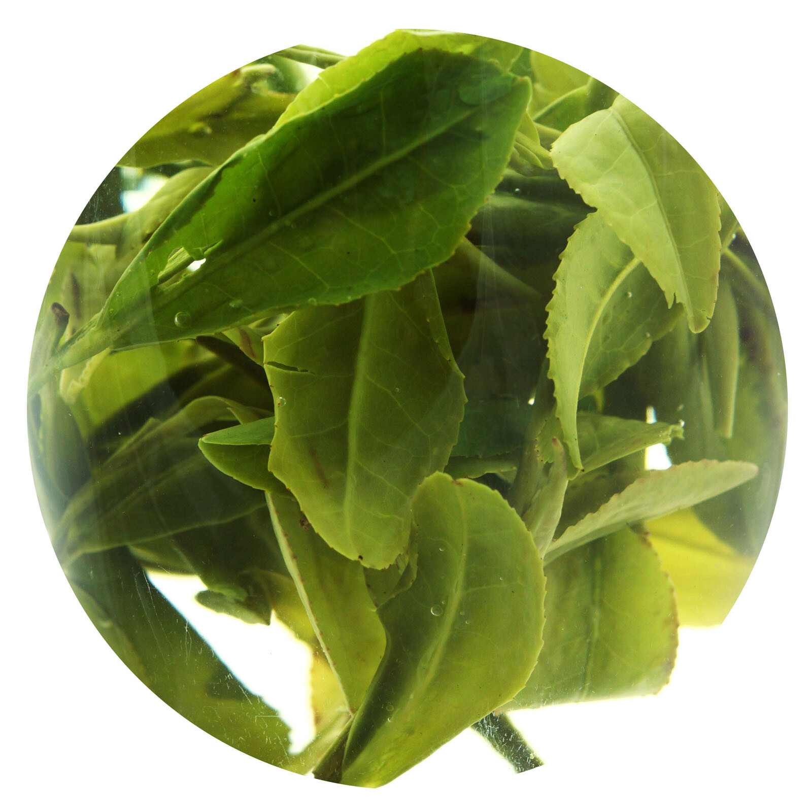 GOARTEA Spring Anji Bai Cha Long Jing White Dragon Well Loose Chinese GREEN TEA