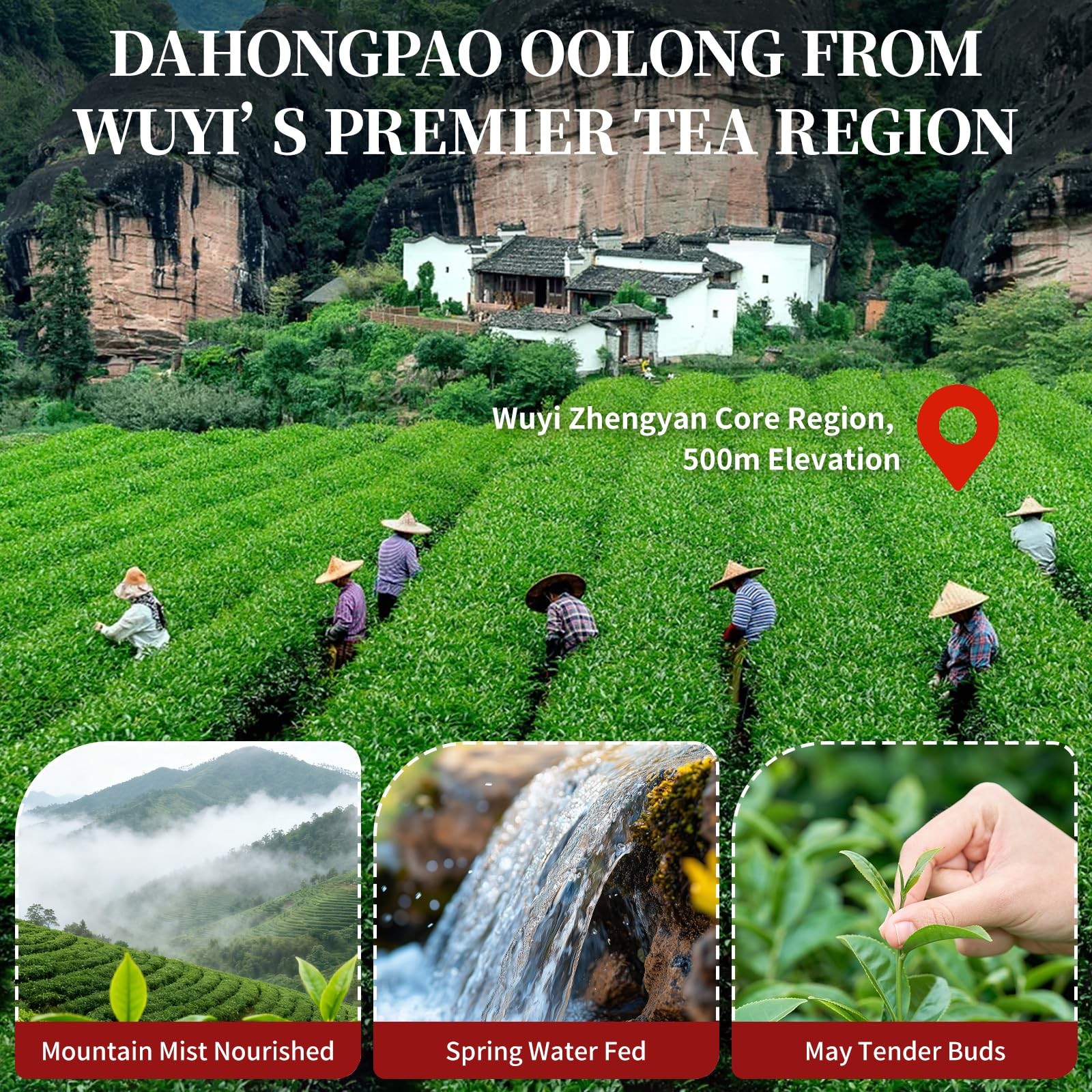 Dahongpao Oolong Tea 4.23oz (120g) China Wuyi Mountain Big Red Robe Oolong Te…