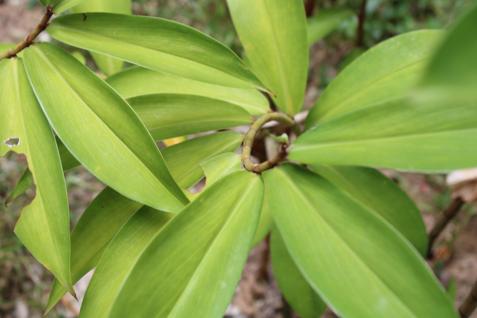 Dried Insulin |Thebu |Costus Plant leaves Organic|Diabetic Tea CEYLON Free ship.