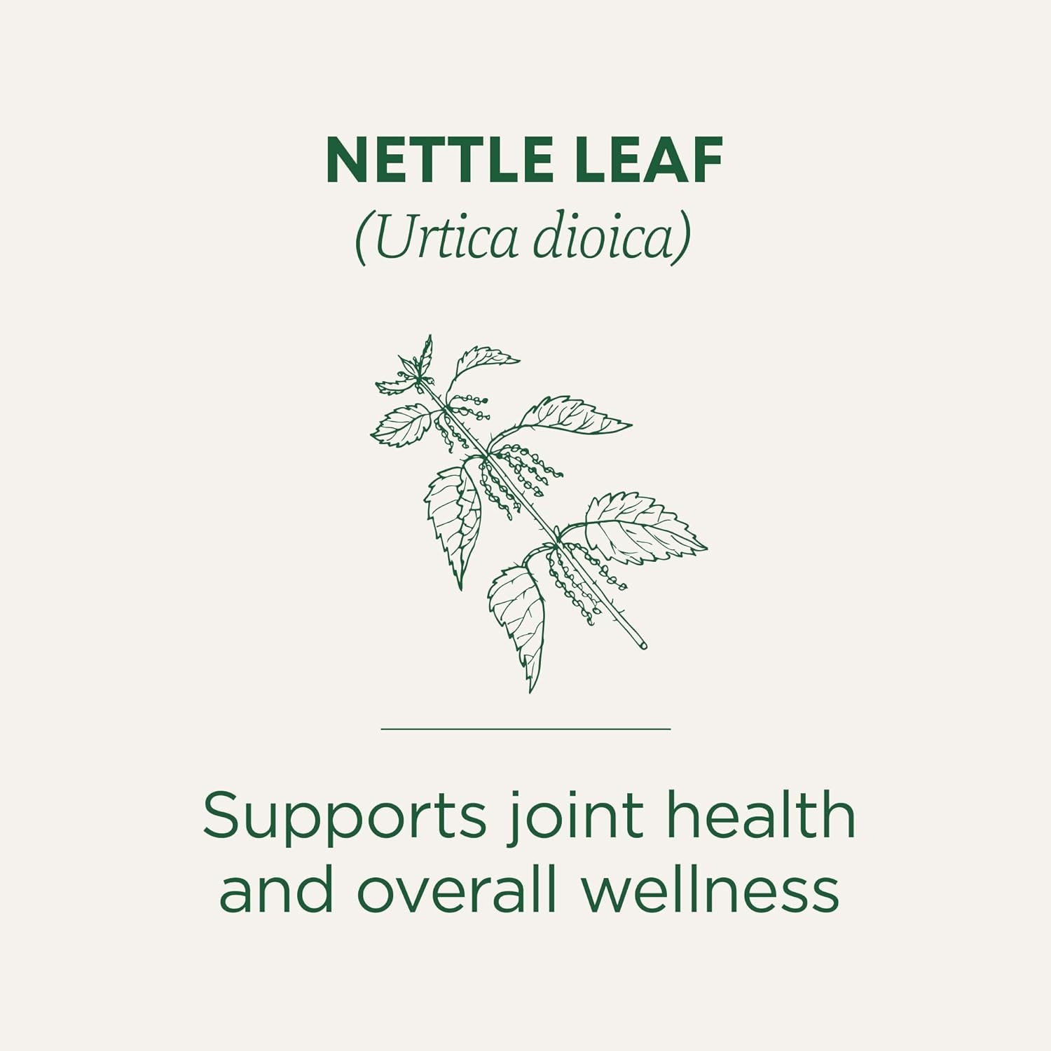 Traditional Medicinals Organic Nettle Leaf Herbal Tea, Suports Health 16 Tea bag
