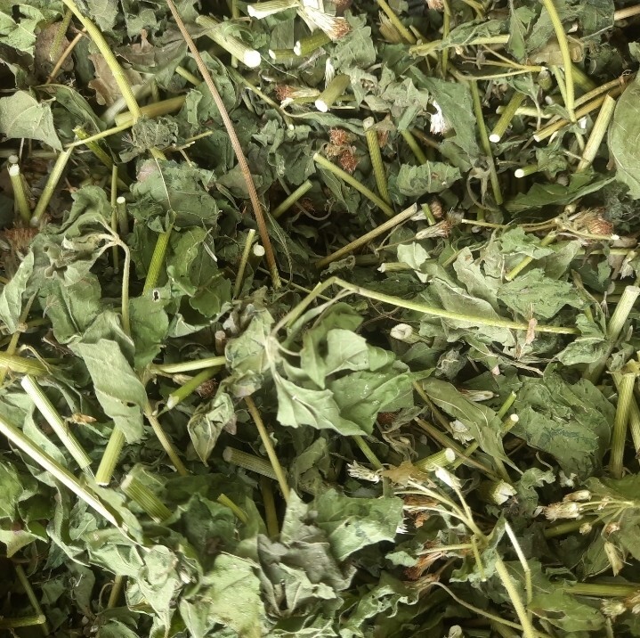 250g Dried Mexican Dream Herb CALEA ZACATECHICHI Lucid Pure ORGANIC Herbal Tea
