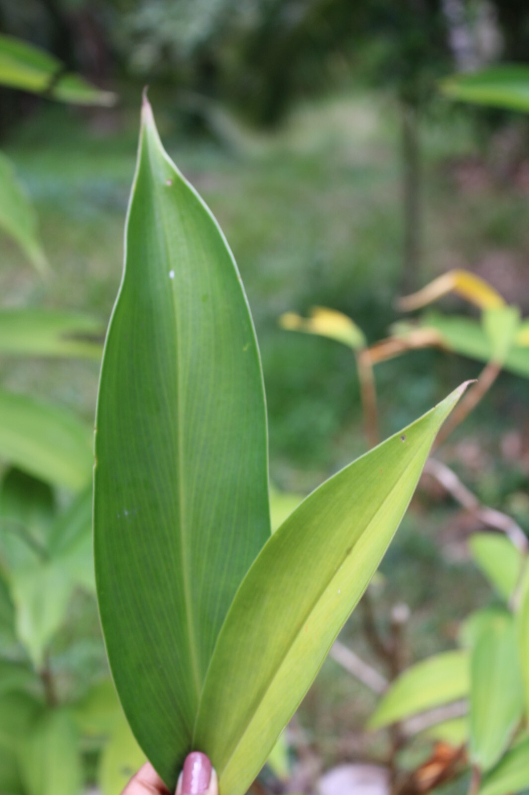 Dried Insulin |Thebu |Costus Plant leaves Organic|Diabetic Tea CEYLON Free ship.
